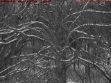 Snow-Accented Tree in Grey, Groveland, NY