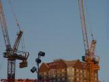 Resting Cranes at Sundown, Lechmere Area, Cambridge