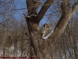 Winter Willow Tree, Groveland, NY
