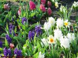 Spring Flower Beds, Boston Public Gardens