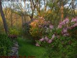 Sunset Lilac Garden Yard, Groveland, NY