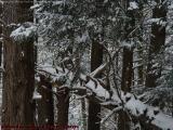 Fallen Trunk Perspective in Heavy Snow