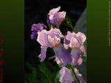 Iris Blooms, Groveland, NY