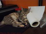 Penny Sleeping on Paper Towels, Medford, Mass.