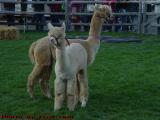 An Alpaca and Her Cria, Topsfield Fair