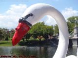 Boat Swan, Boston Public Garden