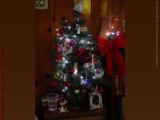 Miniature Christmas Tree, Lynnfield Street, Lynn, Mass.