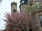 Boston in Bloom With a Steeple, Commonwealth Avenue