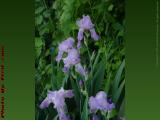 Shaded Purple Iris Blossoms, Groveland, New York
