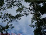 Talkative Robin Hiding in a Pine, Lynn, Massachusetts