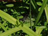 Suspended Rain - Irrigated Spider Web, Groveland, New York