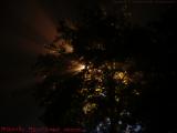 Foggy Night Tree With Light Beams, Saugus, Massachusetts