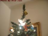 Christmas Tree Top, Dell Court, Lynn, Massachusetts