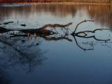 Fallen Tree Reflections, Crystal Pond, Peabody, Mass.