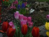 Pink Tulips in Perspective, Dorchester, Massachusetts