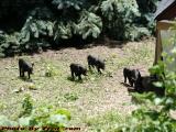 Mulefoot Piglets, Koschara Farm, Groveland, New York