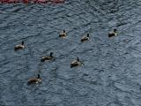 A Small Flotilla of Ducks Heading Into Salem Harbor