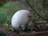 Alien Spaceship in the Back Yard? No, A Giant Puffball!