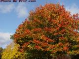 Foliage Spectacular, North Derry, New Hampshire