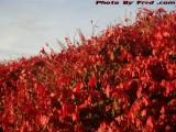 Bush in Fall's Reds, Saugus, Massachusetts