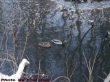Winter Ducks Below Elginwood Pond, Peabody, Mass.