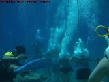Snuba Divers Off On A Sea Trek, Cozumel, Mexico