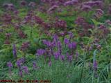 Purple Roadside Flowers, Alfred, New York