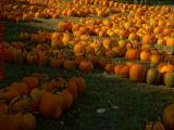 Pumpkins, Chris's Farm Stand, Lake Street, Peabody, Mass.