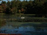 Newly Arrived Swan Pair, Crystal Pond, Peabody, Mass.
