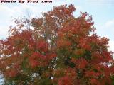 Maple in Fall Foliage Colors, McCarthy School, Peabody