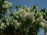 White Lilacs in Spring Sun, George Street, Medford, Mass.