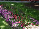 Mostly Shaded Bed of Flowers, Boston Public Garden