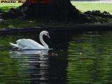 Swan, Reflectively Studied, Boston Public Garden