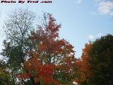 A Burst of Foliage Color on Afternoon Skies, Peabody