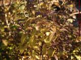 Faded Forsythia Leaves In Autumn Afternoon Sun, Lynn