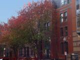 Colorful Tree Touched by Late Sun, Lower Dartmouth Street