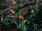 Bloomin' Tulips, Dell Court, Lynn, Massachusetts