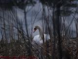 Nesting Mute Swan, Crystal Pond, Peabody, Massachusetts