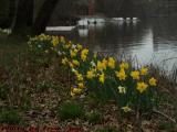 April Showers Bring ... Flowers, Daffodils on the Charles