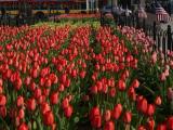 Tulip Beds in Red and Yellow, Copley Square, Boston, Mass.