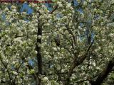 Flowering Tree With Bird Nests, Brookings Street, Medford