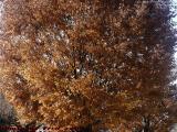 Fading Foliage on a Mostly Sunny Day, Dorchester, Mass.