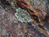 Lichen Study on Harbor Shore Rocks, Gloucester, Mass.