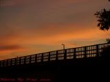 Bridge Fence Sunset Silhouette With Standing Gull, Medford