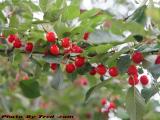Fresh Cherries, Ripe on a Tree, Brookings Street, Medford