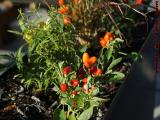 Autumn Garden Box With Peppers, Kendall Square, Cambridge