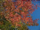 Fall Foliage On a Clear Blue Sky, Somerville, Mass.