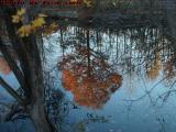 Reflected Tree, Mystic River, Medford, Massachusetts