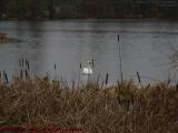 Unattended Swan Through Brush on Elginwood Pond, Peabody