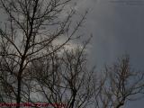 Bared Branches Under Threatening Skies, Brookings Street
